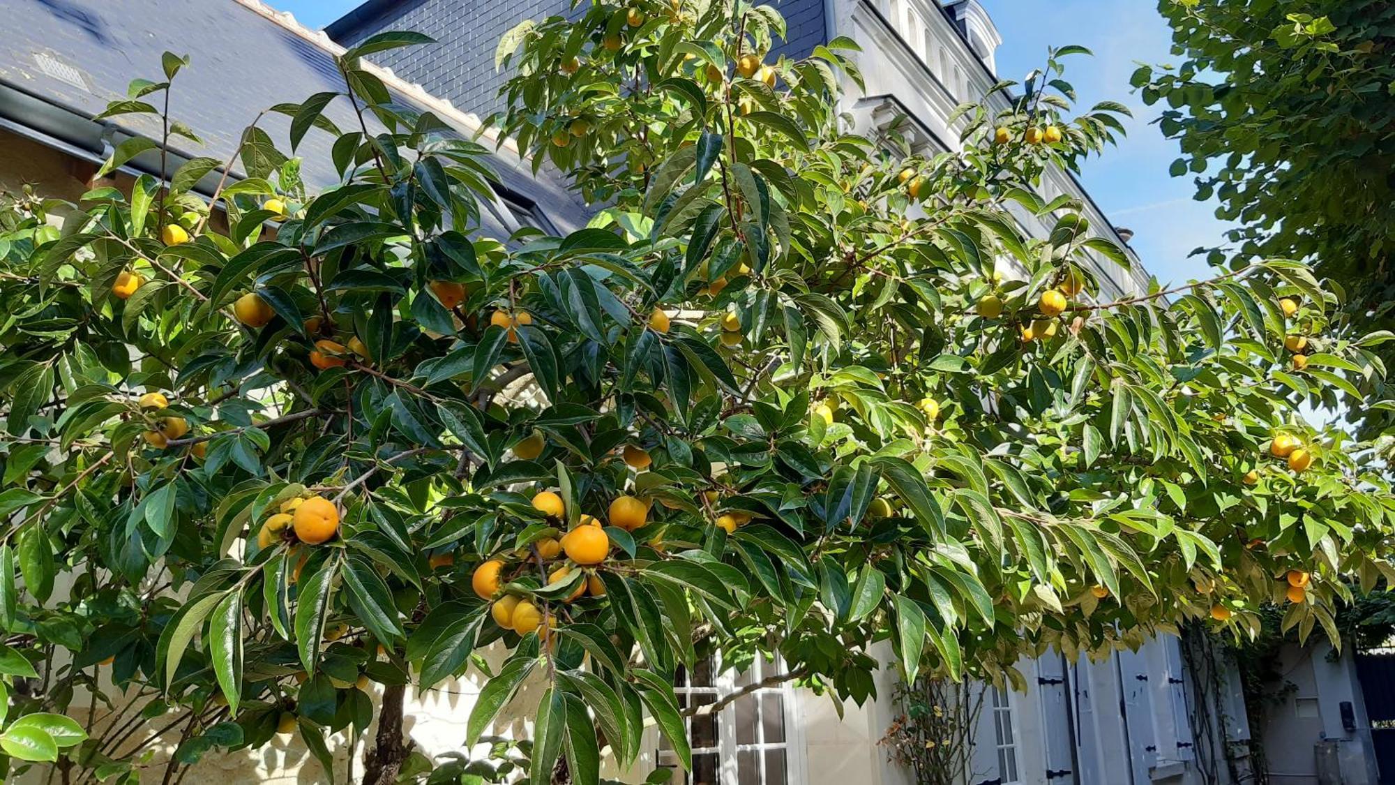 La Heraudiere Bed & Breakfast Tours Eksteriør bilde